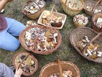 Estada Tocats pels bolets, cistelles