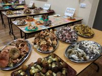 Estada Tocats pels bolets, exposició