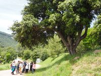 Estada de plantes remeieres, excursi&oacute;